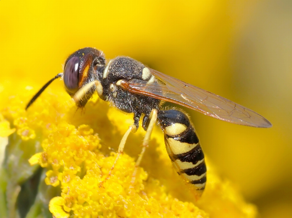 Natura zakład fotografia kwiat