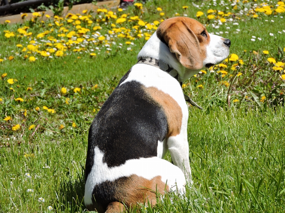 Naturaleza césped diente de león cachorro