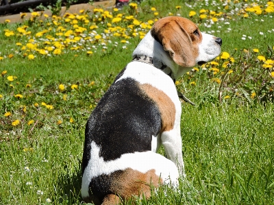 Nature grass dandelion puppy Photo