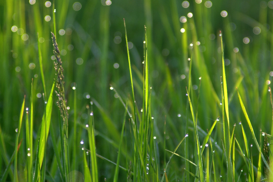 Paysage eau nature herbe