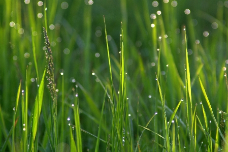 Landscape water nature grass Photo