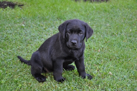 Foto Cucciolo cane mammifero vertebrato
