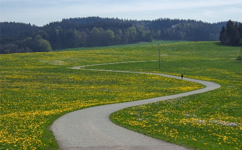 Photo Paysage herbe route champ