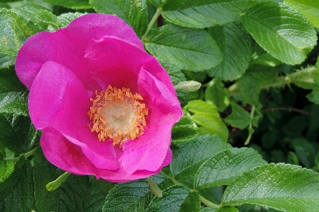 花 植物 花弁 咲く 写真