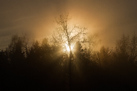 Tree nature forest branch Photo