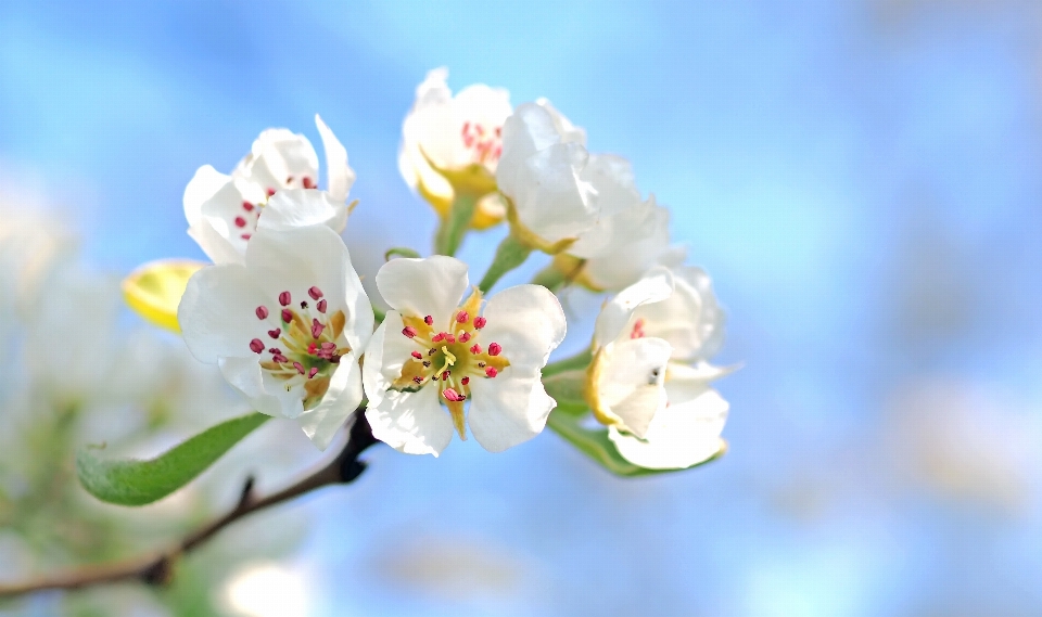 Bunga mekar alam flora