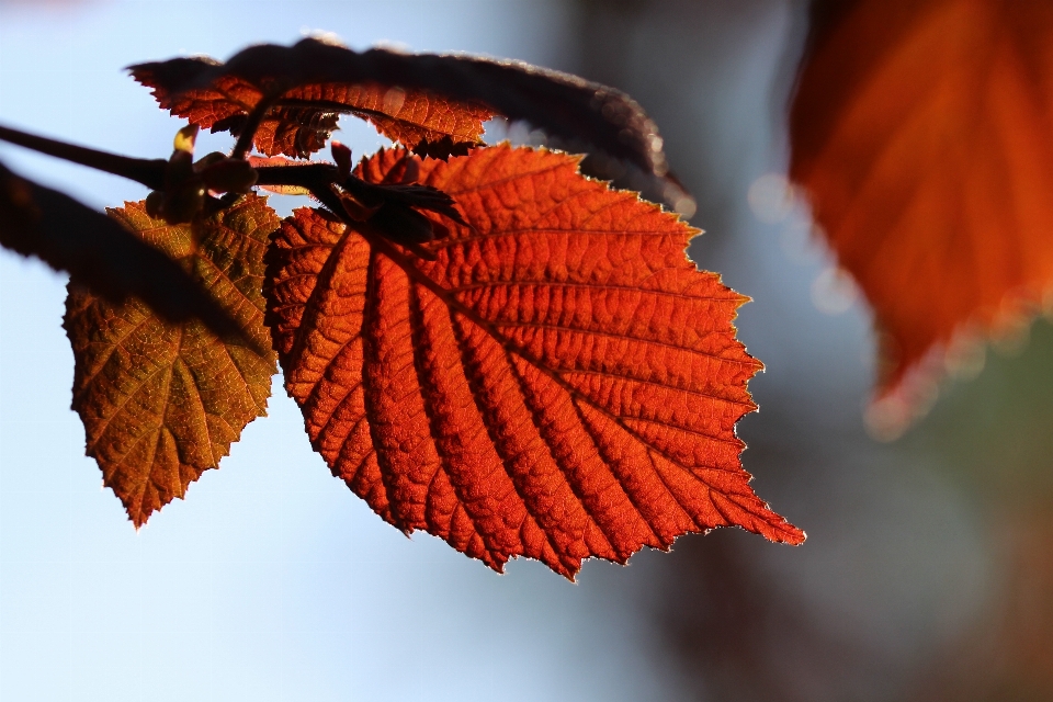 Tree branch plant leaf