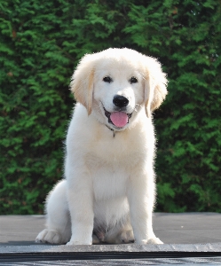 Welpe hund haustier säugetier Foto