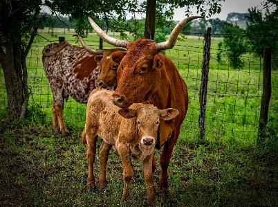 Landscape grass fence field Photo