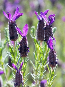 Plant flower herb insect Photo