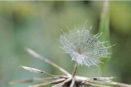 画面 自然 草 ブランチ 写真