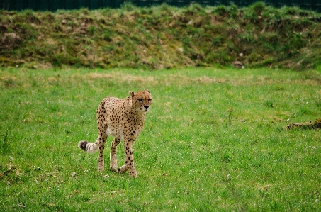 Foto Césped pradera
 aventura fauna silvestre