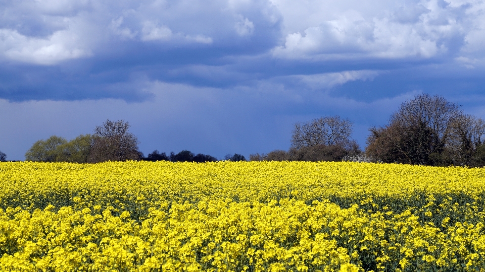 Landschaft natur gras licht