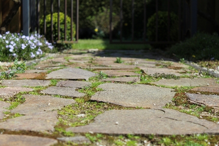 Grass ground lawn sidewalk Photo