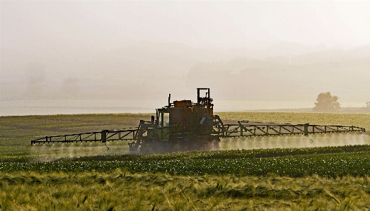 Fog field barley grain Photo