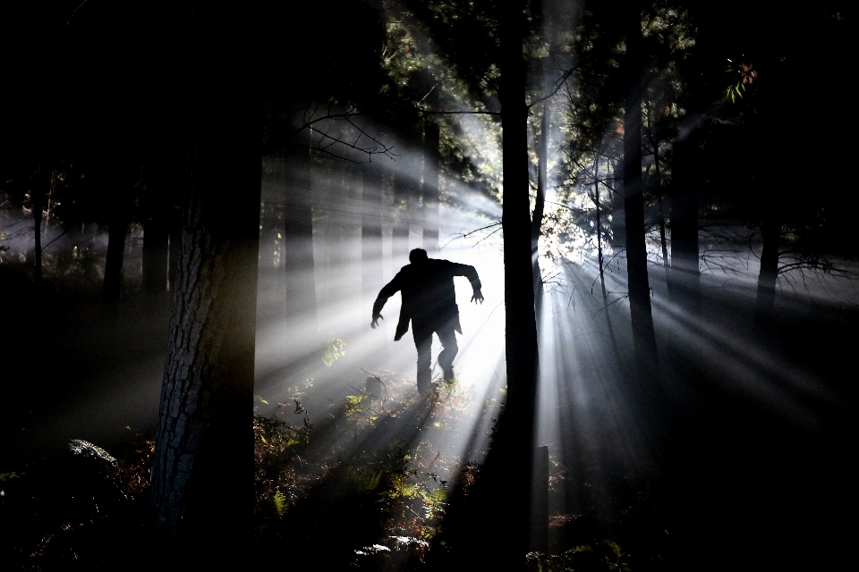 Pohon hutan bayangan hitam lampu