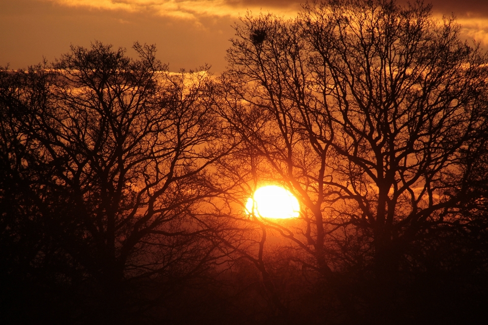 Albero natura ramo sole