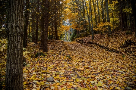 Tree nature forest branch Photo