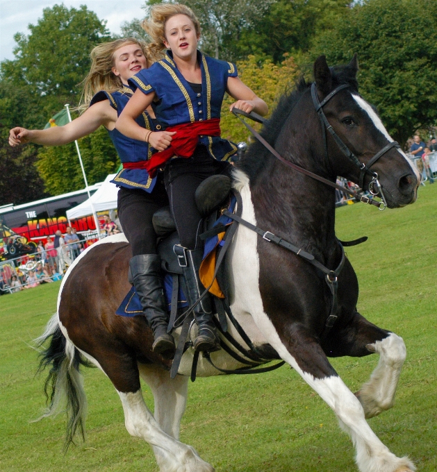 Animal female show horse