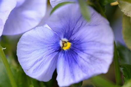 Foto Natureza florescer plantar flor