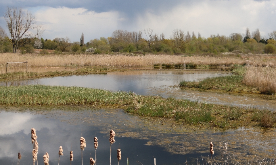 Paisaje agua pantano
 pantano