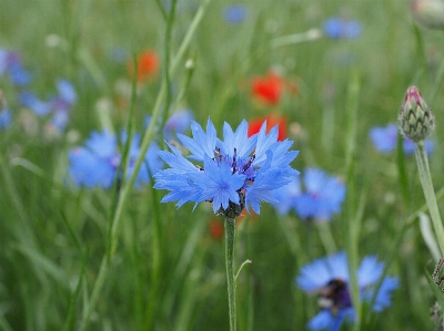 Nature grass blossom plant Photo