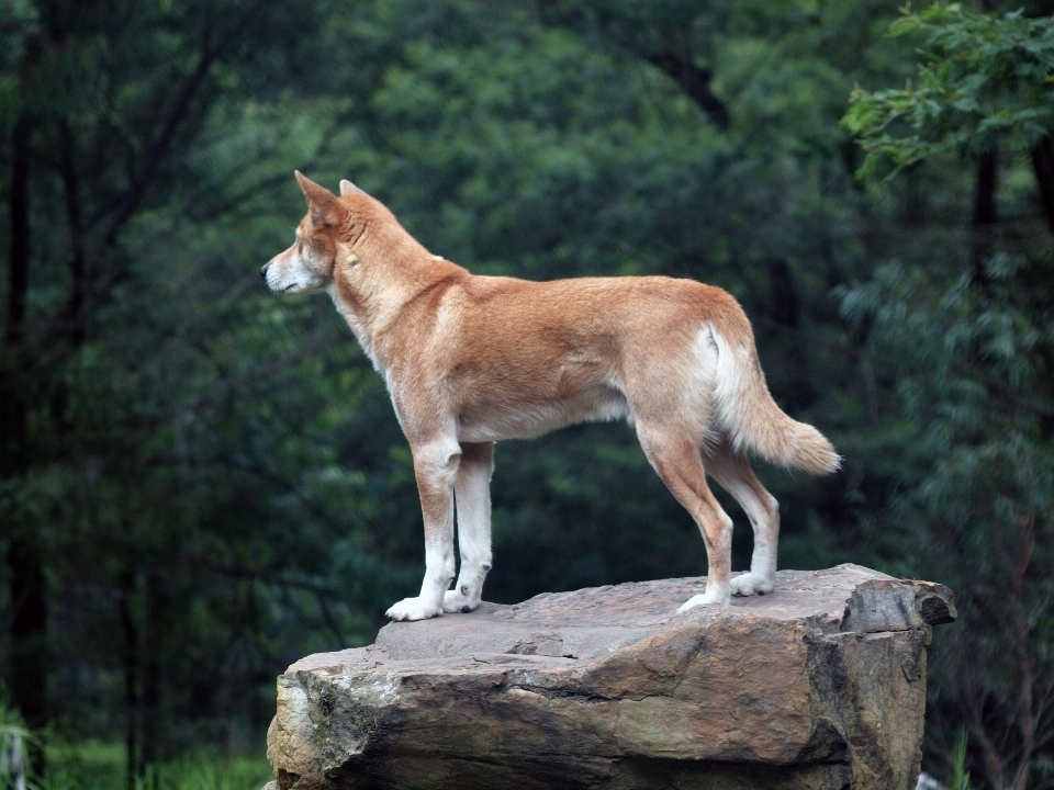 Nature chien animal faune