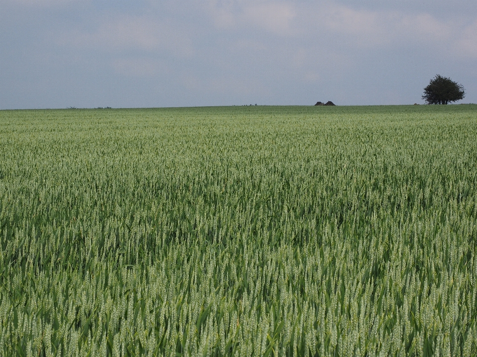 Grass marsh growth plant