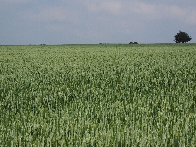 Grass marsh growth plant Photo