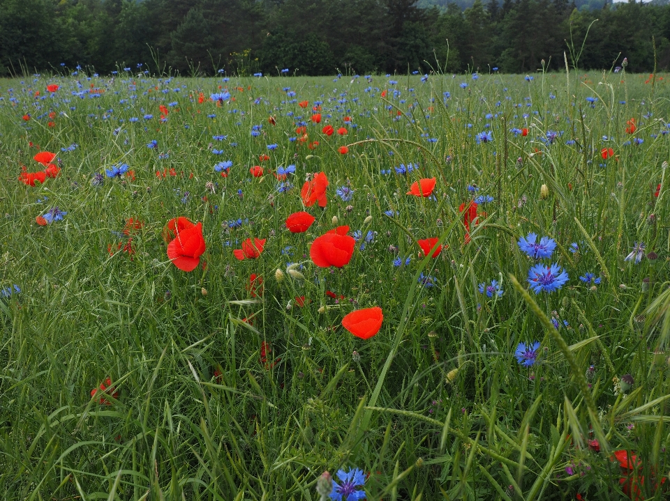 Herbe usine champ pelouse