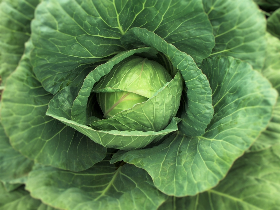 Nature nourriture salade vert