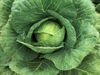 Foto Natura cibo insalata verde