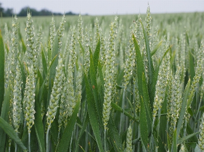 Grass growth plant field Photo