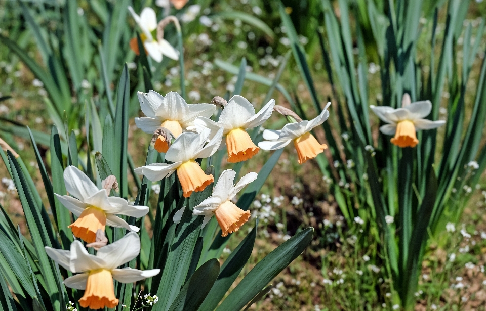 Natura pianta fiore primavera