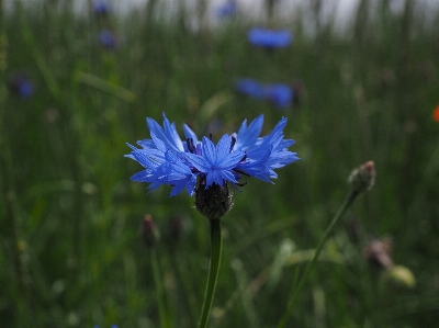 Nature grass blossom plant Photo