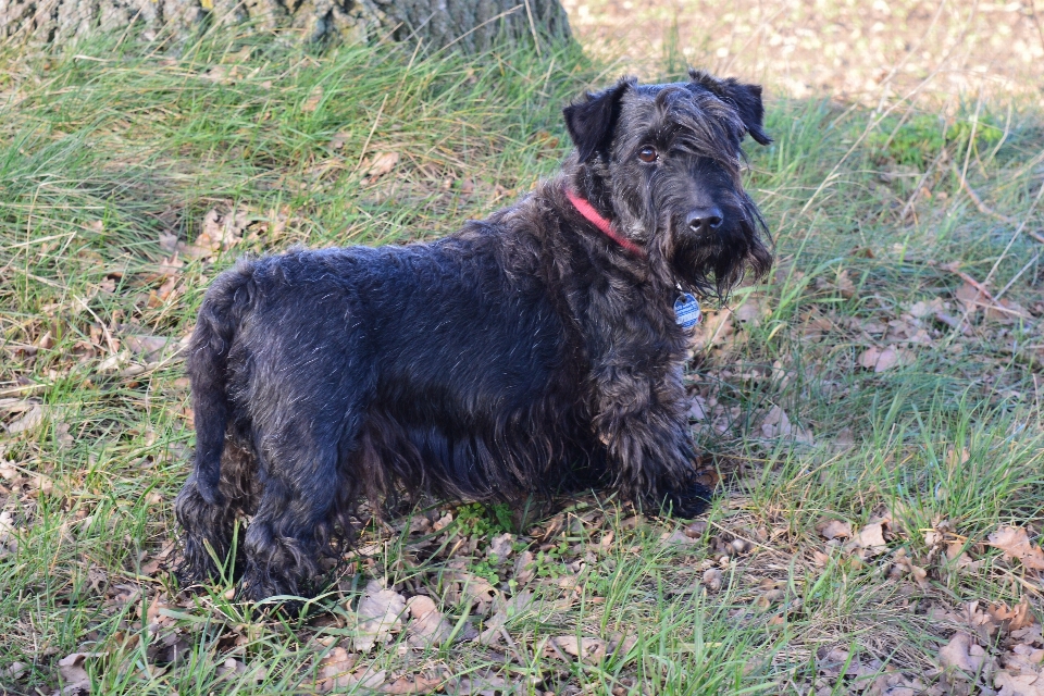 Chien mammifère vertébré
 schnauzer
