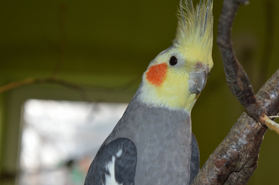 Uccello ala animali selvatici becco