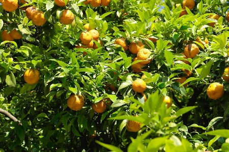 Foto Pohon alam tanaman buah