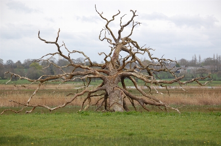 Baum natur gras sumpf Foto