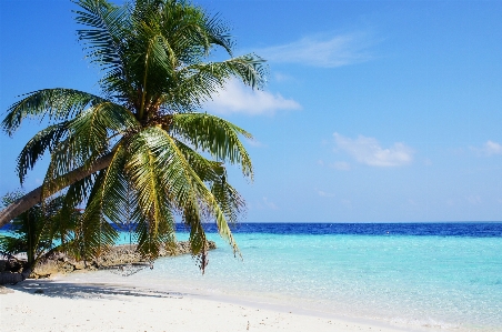 Beach sea coast tree Photo