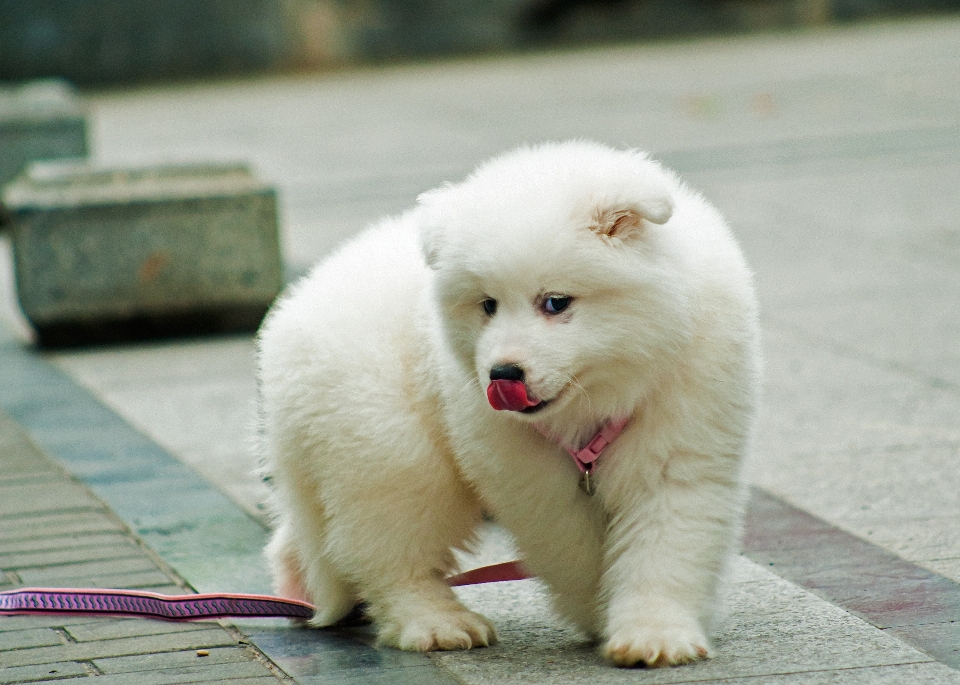 Chiot chien mammifère animaux domestiques