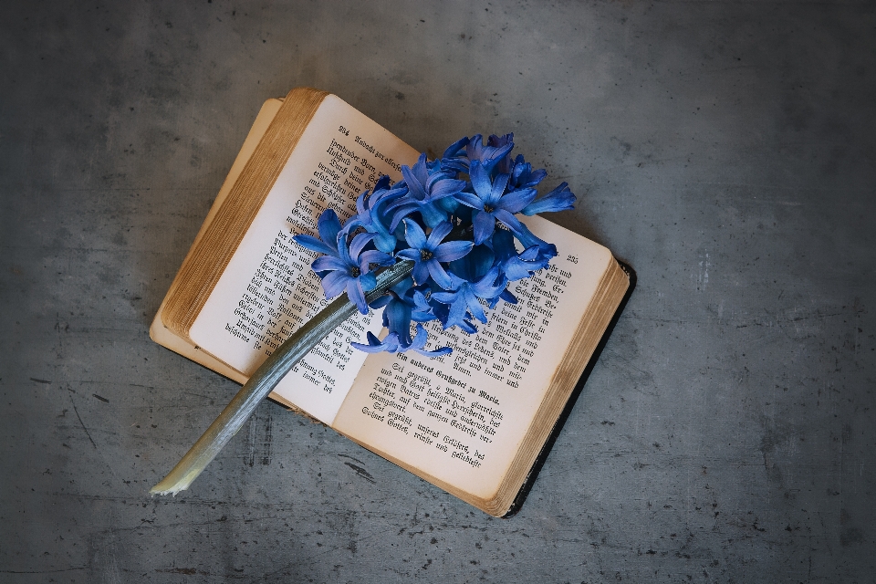 Book flower old blue