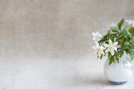 Plant white flower glass Photo