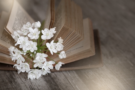 Book white flower petal Photo