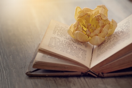 Blossom book flower petal Photo