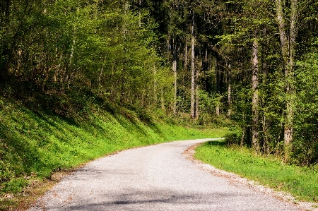 Tree nature forest grass Photo