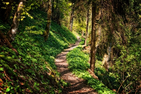 Tree nature forest path Photo