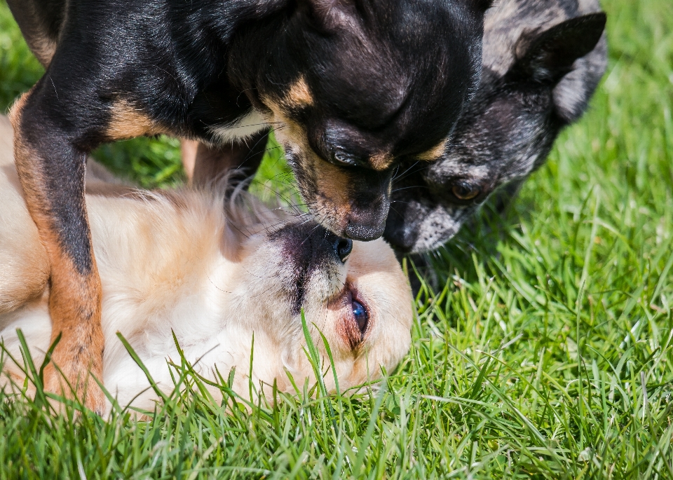 Rumput bermain manis anak anjing