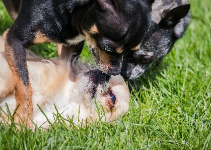 草 遊ぶ 甘い 子犬 写真