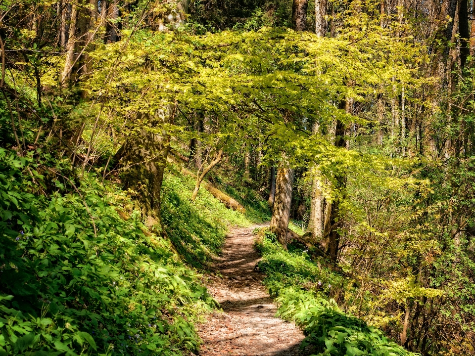 Ağaç doğa orman yol